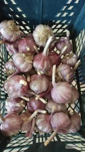 Sprzedam czosnek na sadzenie Kazach zdrowy około 9-10 podsądnych ząbków 