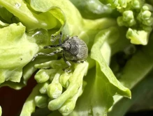 Zmiany klimatu a presja szkodników w rzepaku