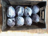 Sprzedam kapustę czerwoną kaliber 1kg do2kg