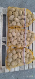 Sprzedam ziemniaki soraya z jasnej ziemi. Kaliber 5+.