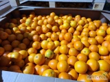 Sprzedam - POMARAŃCZ na sok EGIPT. Ilości paletowe i całosamochodowe tylko pod zamówienie. 