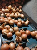 Sprzedam cebulę w worku towar czysty zdrowy ilości tirowe I paletowe kaliber I cena do uzgodnienia 