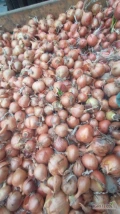 Sprzedam cebulę Rijnsburger na wysadke
