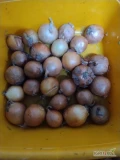 Sprzedam cebule 35-50 nie fazerowana na wysadke 55t opakowanie dowolne !