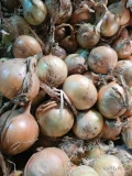 Sprzedam 3-4rony cebuli z łuską w big bag lub worek więcej informacji pod telefonem 