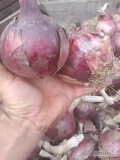 Sprzedam cebule czerwoną na obieranie .kaliber 5+ kwestia opakowania do uzgodnienia.chętne osoby uprzejmie zapraszam do kontaktu.
