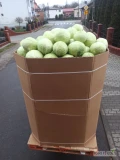 Kupię kapustę białą handlową kaliber 1kg -4 kg w karton boks ilości 21 ton proszę o ofertę płatne na zaladunku