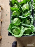 We offer Macedonian young cabbage to supply importers/wholesalers. 