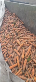 Sprzedam marchew około 3,4 tony