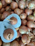 Sprzedam cebulę żółtą kaliber do uzgodnienia opakowanie worek szyty lub big bag