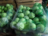 Sprzedam kapustę białą z chłodni worek 15-20-25 kg ilość do 5 ton możliwość transportu