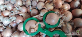 Sprzedam cebulę na worek ładna łuska po sortowniku 4,5 -7 cm 20t 