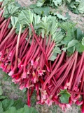 Sprzedam rabarbar malinowy