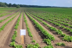 Zaktualizowano formularz wniosku o ocenę polową plantacji nasiennych