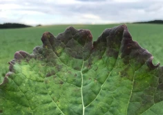 Uwalnianie fosforanów w glebie