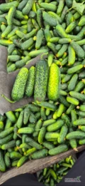 Sprzedam ogórka gruntowego odmiana ATIK, mieszanka do 12cm 