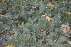 Znachor -  Skuteczny  herbicyd w uprawach rzepaku