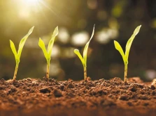 TOHUMUS – organiczny wpływ na plon