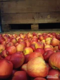 Jabłko Gala Mast 81 skrzyń , Szampion 132 skrzyń , chłodnia ,  jabłko rwane od 6.5 mm bez gradu i mrozu bardzo ładnie wykolorowane ...