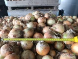Sprzedam cebule, 5-12, gruba cebula z magazynu.