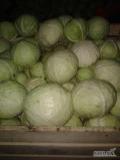 Sprzedam kapustę białą, główka srednio 3 - 5kg, 2 zł/kg, około 8 ton, najchetniej luz / skrzynipalety, Kalisz 693 165 787