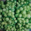 Sprzedam kapustę biała kaliber 1-2kg ilość 2400kg pakowana po 20 kg 