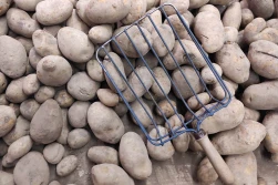 Ziemniak - ceny na rynkach hurtowych