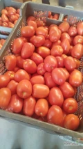 Witam. Sprzedam pomidora Dyno. Ilość 93 plastiki. 