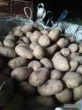 Sprzedam ziemniaki jadalne+55 odm. Ignacy +55  