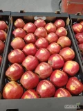 Sprzedam jabłka WALENTYNKOWE około 600 sztuk w rozmiarze 7-7.5cm na odmianie Prins