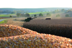 Początek żniw kukurydzianych