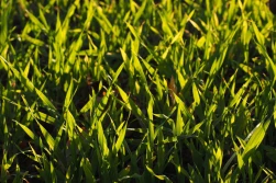 Uwaga na zachwaszczone oziminy