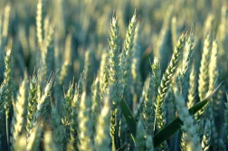 WIR: Ile się traci na hektarze pszenicy?