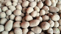 Sprzedam ziemniaki drobne Gala, kaliber 30-45mm. Ilosci tirowe.
