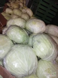 Kapusta gołąbkowa o wadze od 2,8 do 3,5 kg