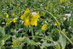 Rolnicy liczą straty po przymrozkach, ale...