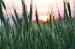 Praktyczne konsekwencje kompleksowego podejścia do zwalczania chorób zbóż