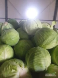 Witam kupię kapustę w karton box waga 1kg-5 kg  nie popękana 