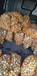 Sprzedam cebulę wolska / supra