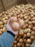 Sprzedamy cebule 850 ton jakość marketowa . Wysortowana obcięta kaliber do uzgodnienia worek big bag 