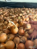 Witam sprzedam drobną cebulę. Kaliber poniżej 4. Ilość około 800-900kg 