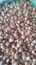 Sprzedam cebulę z dymki kal 3-4,5. Około 400kg. 