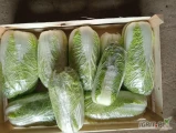 Sprzedam kapustę pekinską 500 kg