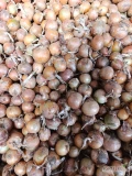 Sprzedam cebulę żólta meduse kal5-9 