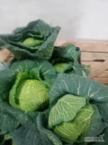 Sprzedam kapuste włoską drobną