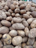 Sprzedam ziemniaki jadalne Queen Anne kal4.5 oraz okrągłe kal5.5 ilość tir worek lub big bag