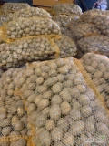Sprzedam ziemniaki jadalne, wielkość sadzeniak GALA 32-40 mm, pierwszy rok po centrali,  powiat płocki, woj. Mazowieckie.