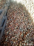 Sprzedam cebulę odm. Hybell w zlocistej łusce. Worek  lenko 15kg . Kal 4,5+