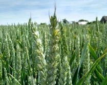 Nowe odmiany zbóż jarych w krajowym rejestrze