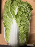 Sprzedam kapustę pekińską kaliber 0,7-2 kg